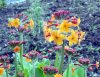Show product details for Primula bulleyana hybrids